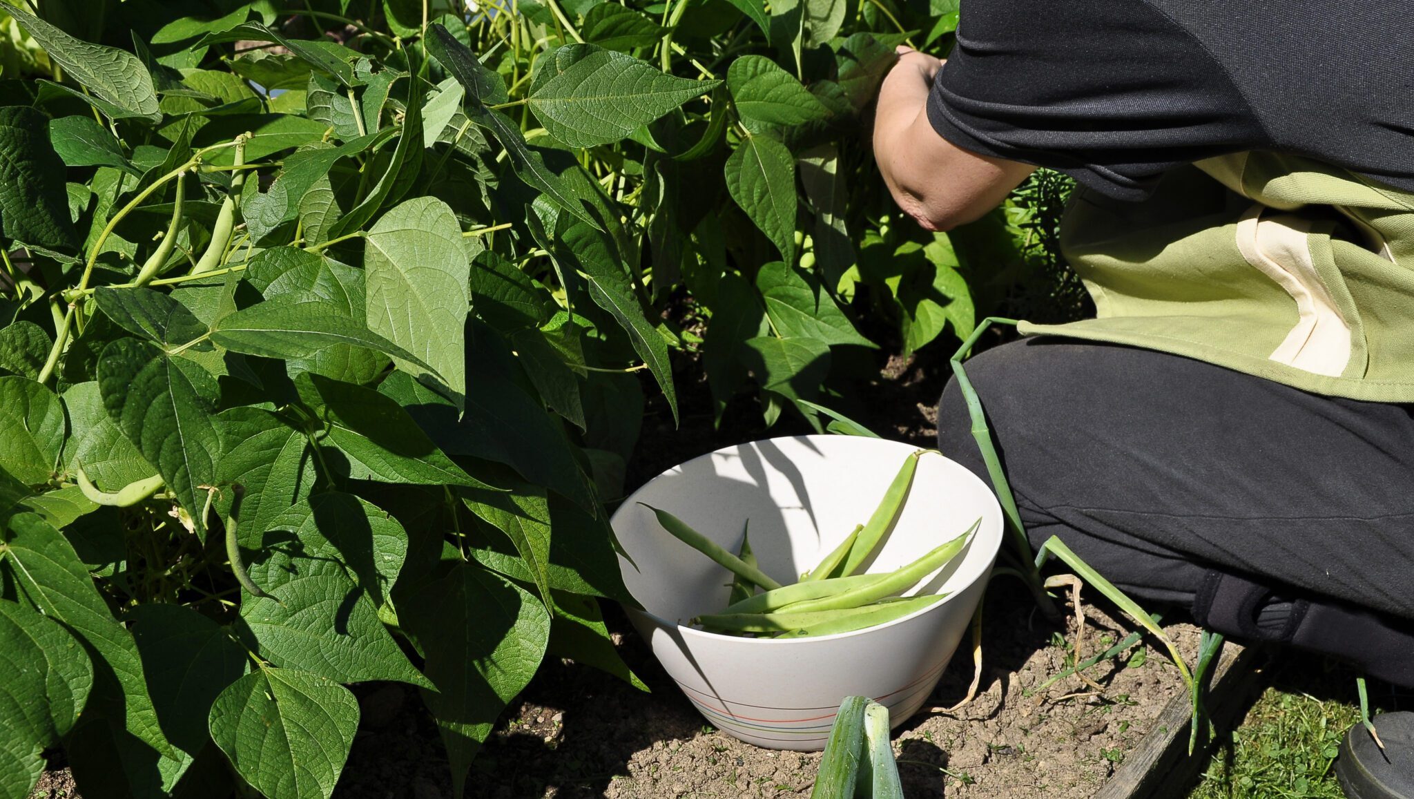 Picking runner beans